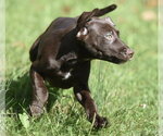 Small Photo #7 Chocolate Labrador retriever-Pointer Mix Puppy For Sale in Mechanicsburg, PA, USA
