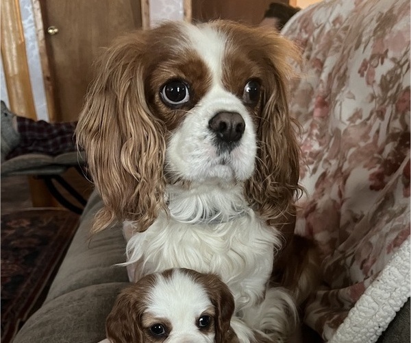 Medium Photo #1 Cavalier King Charles Spaniel Puppy For Sale in ELDRED, PA, USA