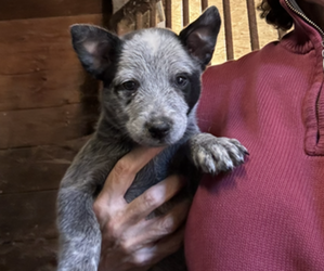 Australian Cattle Dog Puppy for Sale in MIDDLEBORO, Massachusetts USA