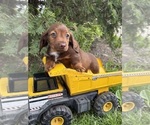 Small #2 Dachshund
