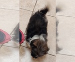 Small Photo #14 Shih Tzu Puppy For Sale in THE WOODLANDS, TX, USA