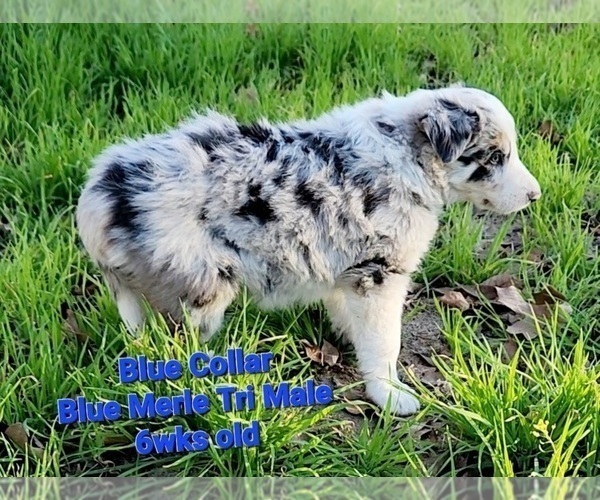 Full screen Photo #8 Border Collie Puppy For Sale in ELMENDORF, TX, USA