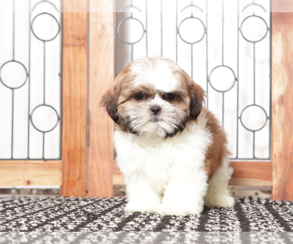 Medium Photo #3 Shih Tzu Puppy For Sale in NAPLES, FL, USA