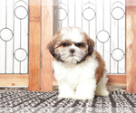 Small #2 Shih Tzu