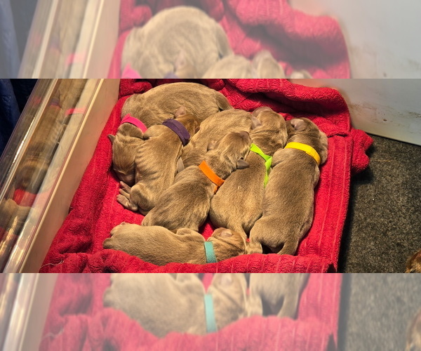 Medium Photo #1 Labrador Retriever Puppy For Sale in MODESTO, CA, USA