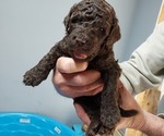 Puppy Puppy 7 Labradoodle