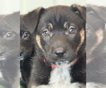 Small #7 Labrador Retriever Mix