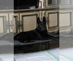 Demi - Located in Florida - Female Mutt Dog for Adoption - Small photo