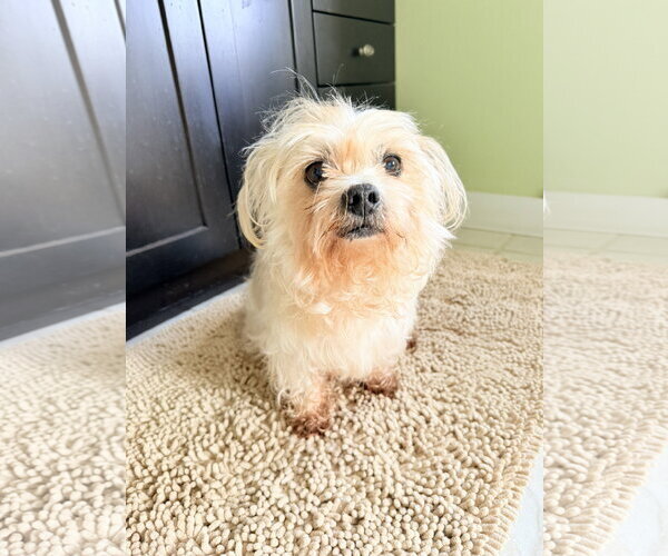 Medium Photo #3 Mutt Puppy For Sale in Shelburne, VT, USA
