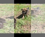 Small #4 Poodle (Toy)
