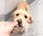 Small #1 Mutt