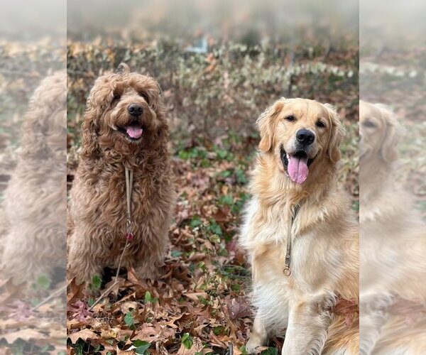 Medium Photo #4 Golden Retriever Puppy For Sale in Brewster, NY, USA