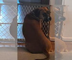 Small Photo #2 Boxer-Unknown Mix Puppy For Sale in Burnsville, MN, USA