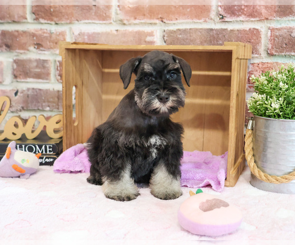 Medium Photo #3 Schnauzer (Miniature) Puppy For Sale in SYRACUSE, IN, USA
