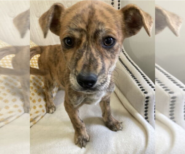 Medium Photo #2 Boxer-Retriever  Mix Puppy For Sale in Pottstown, PA, USA