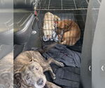 Small #14 Catahoula Leopard Dog-Labrador Retriever Mix