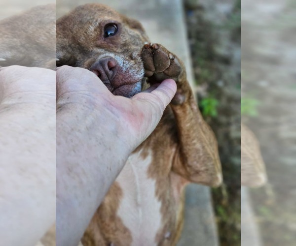 Medium Photo #13 Boston Terrier-Unknown Mix Puppy For Sale in Wakefield, RI, USA