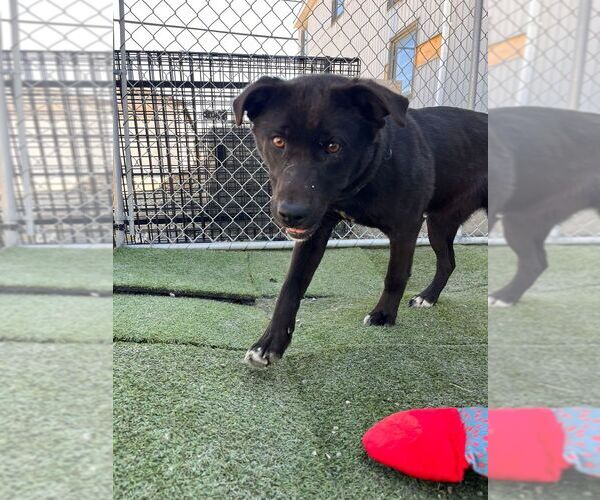 Medium Photo #2 Labrador Retriever-Unknown Mix Puppy For Sale in Calgary, Alberta, Canada