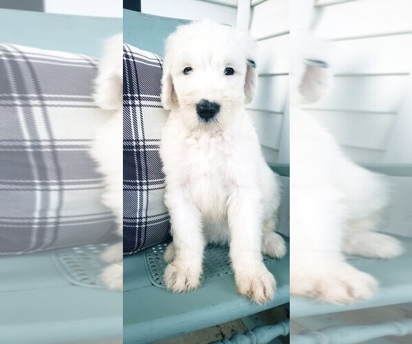Medium Photo #1 Sheepadoodle Puppy For Sale in GRAFTON, OH, USA