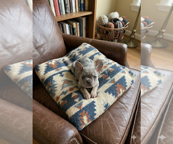 Medium Photo #5 French Bulldog Puppy For Sale in RENTON, WA, USA