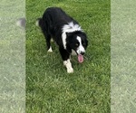 Small Photo #1 Border Collie Puppy For Sale in OTTUMWA, IA, USA
