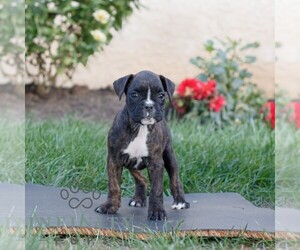 Boxer Puppy for sale in HONEY BROOK, PA, USA