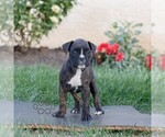 Small Boxer