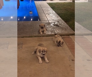 Kangal Dog Puppy for sale in NORCO, CA, USA