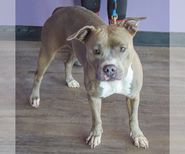 Medium Photo #2 American Bulldog-American Staffordshire Terrier Mix Puppy For Sale in Huntley, IL, USA