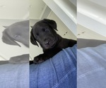 Small Photo #1 Labrador Retriever Puppy For Sale in DADE CITY, FL, USA