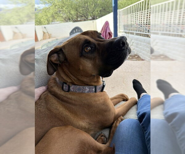 Medium Photo #2 Boxer-Rhodesian Ridgeback Mix Puppy For Sale in Chandler, AZ, USA