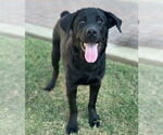 Small #1 Labrador Retriever Mix
