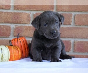 Labrador Retriever Puppy for sale in FREDERICKSBG, OH, USA
