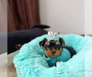 Yorkshire Terrier Dogs for adoption in EL PASO, TX, USA