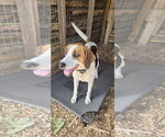 Small Photo #9 Mutt Puppy For Sale in Rustburg, VA, USA