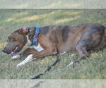 Small #3 Catahoula Leopard Dog Mix