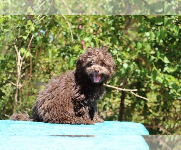 Medium Photo #2 ShihPoo Puppy For Sale in DYERSBURG, TN, USA