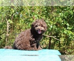 Small #1 ShihPoo