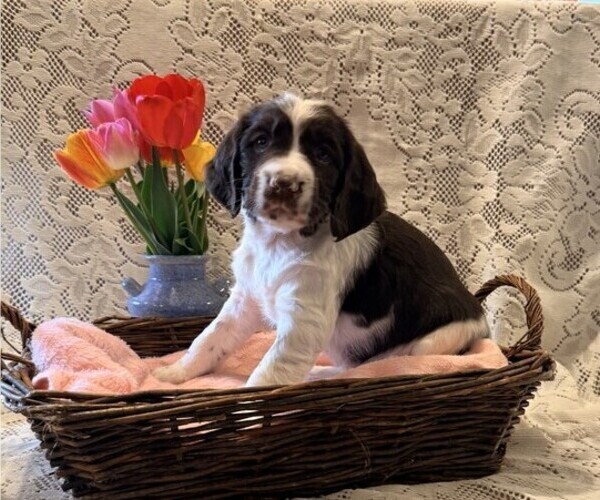 Medium Photo #3 English Springer Spaniel Puppy For Sale in OWEN, WI, USA