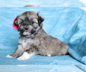Havanese Puppy for sale in SHILOH, OH, USA