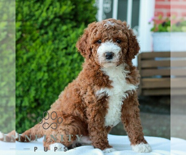 Medium Photo #4 Goldendoodle (Miniature) Puppy For Sale in LITITZ, PA, USA