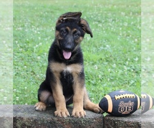 German Shepherd Dog Puppy for sale in MILLERSBURG, OH, USA