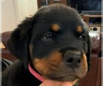Small Photo #1 Rottweiler Puppy For Sale in AVONDALE, AZ, USA