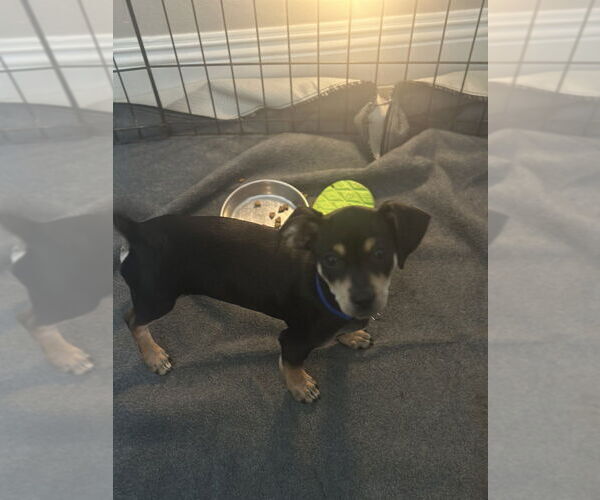 Medium Photo #1 Pinny-Poo Puppy For Sale in Banning, CA, USA