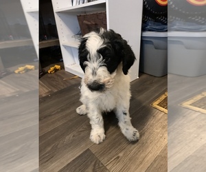 Aussiedoodle Puppy for Sale in LOWVILLE, New York USA