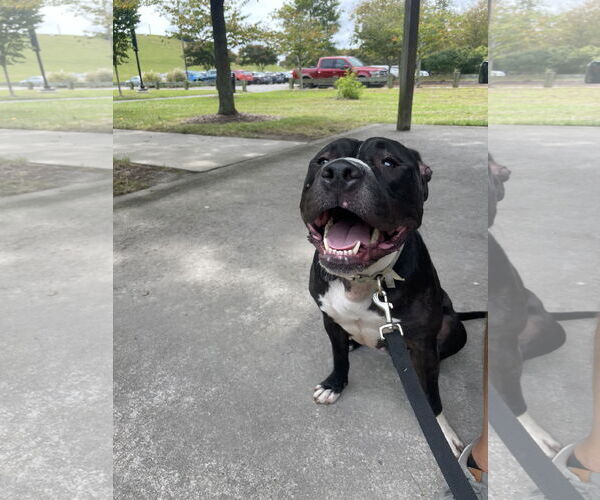 Medium Photo #3 American Pit Bull Terrier-Unknown Mix Puppy For Sale in Virginia Beach, VA, USA