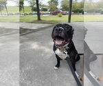 Small #2 American Pit Bull Terrier Mix