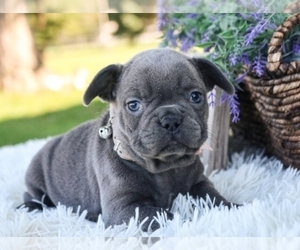 French Bulldog Puppy for sale in TOPEKA, KS, USA