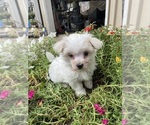 Small #7 Maltese