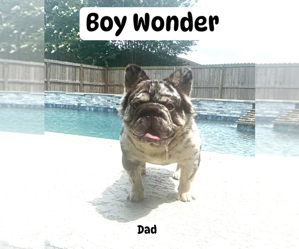Medium Photo #1 French Bulldog Puppy For Sale in WEST COLUMBIA, TX, USA